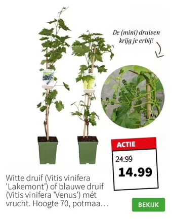 Witte druif (vitis vinifera 'lakemont')