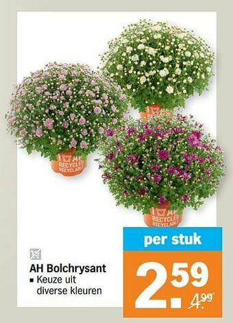 Albert Heijn Ah bolchrysant aanbieding