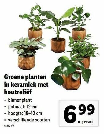 Lidl Groene planten in keramiek met houtreliëf aanbieding