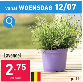 Lavendel