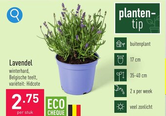 ALDI Lavendel aanbieding