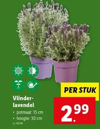 Lidl Vlinder- lavendel aanbieding