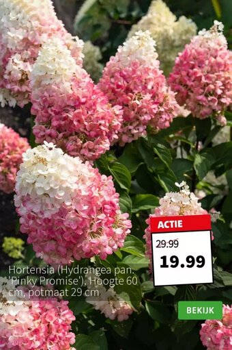 Intratuin Hortensia aanbieding