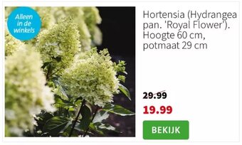 Intratuin Hortensia (Hydrange pan. 'Royal Flower') aanbieding