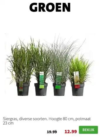 Intratuin Siergras, diverse soorten aanbieding
