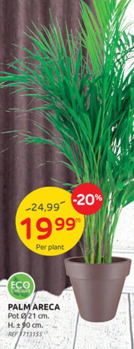 Brico Palm areca aanbieding