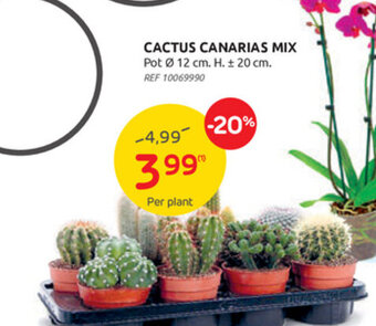 Cactus canarias mix