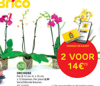 Brico Orchidee aanbieding