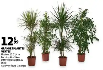 Auchan Grandes Plantes Vertes aanbieding