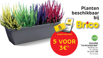 Brico Calluna "vu picasso mix" aanbieding