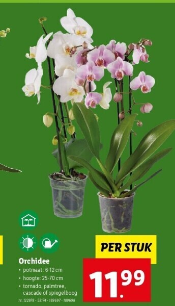 Orchidee promotie bij Lidl