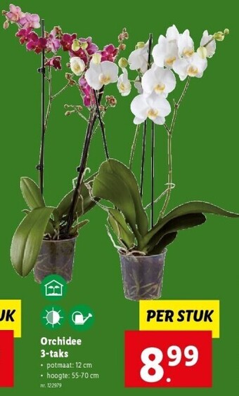 Lidl Orchidee 3-taks aanbieding