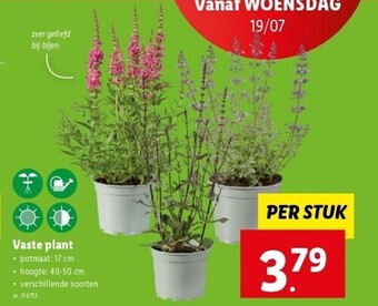 Lidl Vaste plant aanbieding