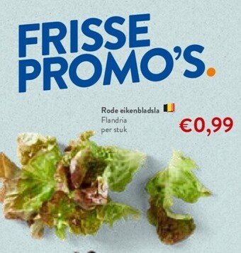 OKay Rode eikenbladsla flandria aanbieding