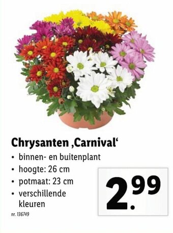 Lidl Chrysanten, Carnival aanbieding