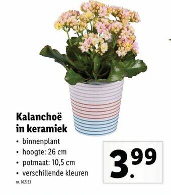 Lidl Kalanchoe in keramiek aanbieding