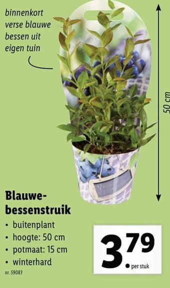 Lidl Blauwe- bessenstruik aanbieding
