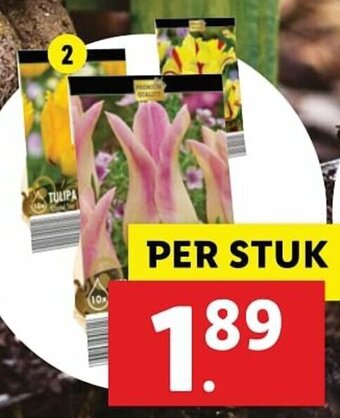 Lidl Bloembollen premium aanbieding