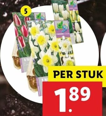 Lidl Bloembollen met kleurwissel aanbieding
