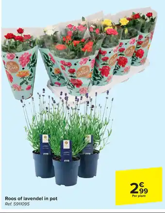 Carrefour Roos of lavendel in pot aanbieding