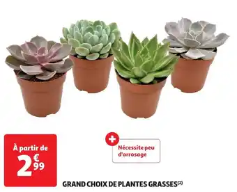 Auchan GRAND CHOIX DE PLANTES GRASSES aanbieding