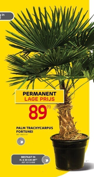 Brico Palm trachycarpus fortunei aanbieding