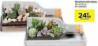 Carrefour Terrarium met cactus aanbieding