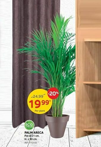 Brico Palm areca aanbieding