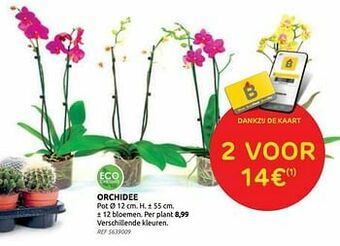 Brico Orchidee aanbieding