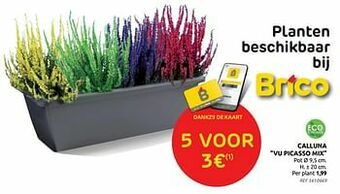 Brico Calluna vu picasso mix aanbieding