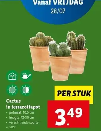 Lidl Cactus in terracottapot aanbieding