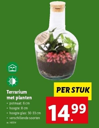 Lidl Terrarium met planten aanbieding