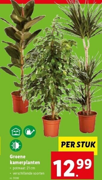 Lidl Groene kamerplanten aanbieding