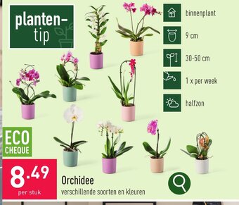 ALDI Orchidee aanbieding