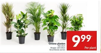 Groene planten