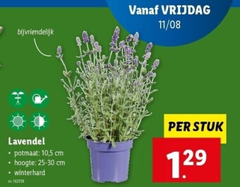 Lidl Lavendel aanbieding