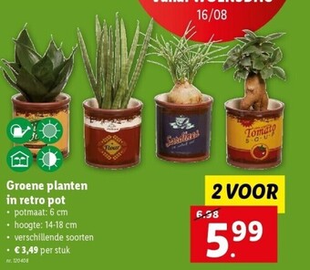 Lidl Groene planten in retro pot aanbieding