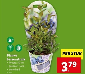 Lidl Blauwe bessenstruik aanbieding