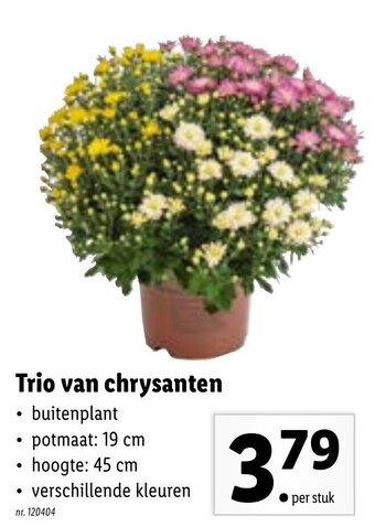 Lidl Trio van chrysanten aanbieding