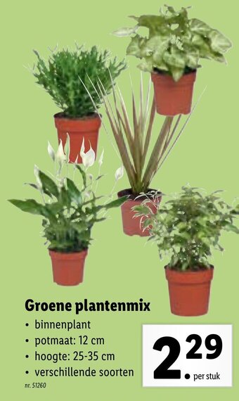 Lidl Groene plantenmix aanbieding
