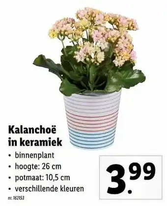Lidl Kalanchoë in keramiek aanbieding