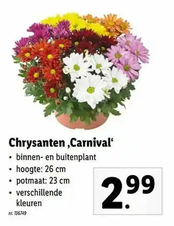 Lidl Chrysanten ‚carnival aanbieding