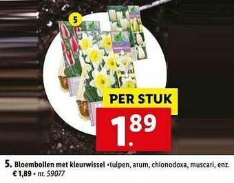 Lidl Bloembollen met kleurwissel aanbieding