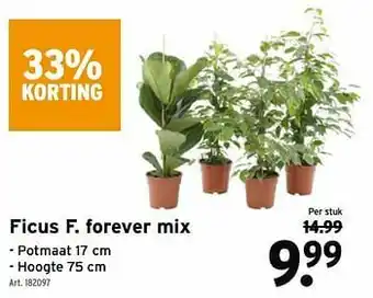 GAMMA Ficus f. forever mix aanbieding