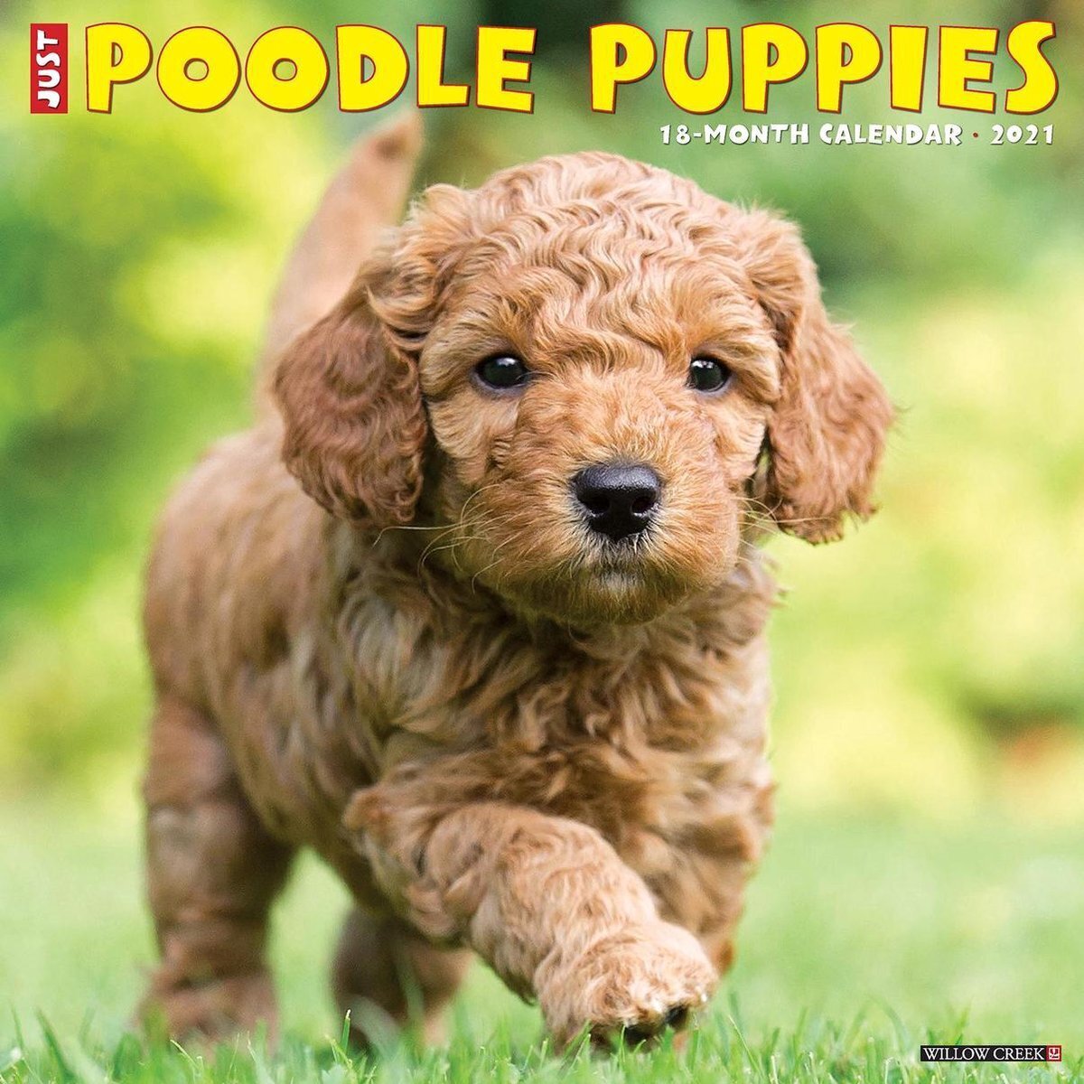 Bol.com Just poodle puppies 2021 calendar aanbieding