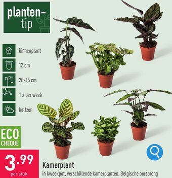 ALDI Kamerplant aanbieding