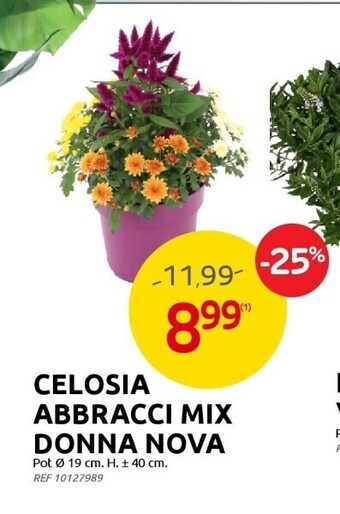 Celosia abbracci mix donna nova