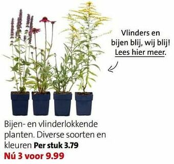 Bijen- en vlinderlokkende planten