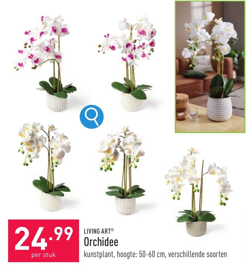 LIVING ART Orchidee promotie bij ALDI