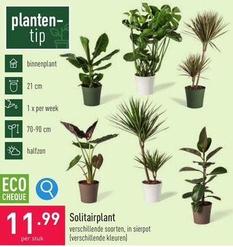 ALDI Solitairplant aanbieding